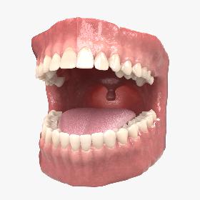 3D Dental Anatomy